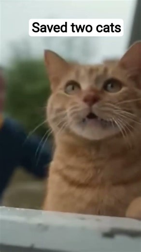 saved two cats from flooding in the playground #cats #cat #catshorts #catvideos #cat #cats #kittens