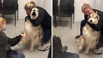 429K views · 4.3K reactions | Check out this drama queen being extra loud at the vet because they need to draw blood. Too cute and funny! | Rumble | Facebook