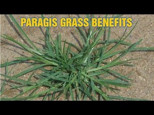 Healthy benefits of paragis grass || Goose grass healthy benefits