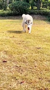 3.9K views · 263 reactions | the difference between a Border Collie and a Husky...  | Pawsing | Facebook