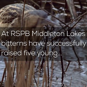 6.8K views · 463 reactions | With the right conservation support, a species can bounce back.. At RSPB Middleton Lakes bitterns have successfully raised five young marking the first recorded breeding success of this species in the West Midlands for more than 100 years! New bittern nesting territories have also been established at RSPB Burton Mere Wetlands and RSPB Leighton Moss, while record numbers have been seen at reserves in the south and east of England  | RSPB | Facebook