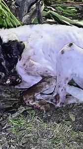 169K views · 263 reactions | As Diwali approaches, the Dog Home Foundation is preparing for an influx of injured and abandoned dogs. With 230 dogs currently under our care, we need your help to handle the rise in cases. Your donation will provide medical care, shelter, and love for these vulnerable animals. Please support us this festive season! Donate now: https://bit.ly/3YqXB65 | Dog Home Foundation | Facebook