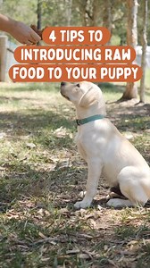 Afraid to endeavor into raw feeding? With a proper transition, you can put tummy troubles behind and give your pet the nutrition they deserve! 數✨ Here are some tips to help you transition smoothly. | Pets' Station | Facebook