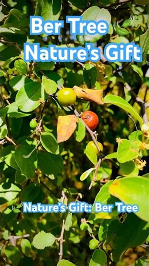 🍃 Ber Tree with Fruits | Indian Jujube | Nature Farming Shorts 🌿