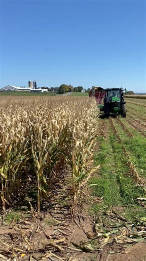 It’s corn! 🌽🎶 Corn silage is kind of like rocket fuel, it’s packed with energy, fiber, and lots of good nutrients to keep the cows healthy and producing high quality Canadian milk. We pack it into a bunker just like our grass silage, and mix it into the ration after it’s gone through the fermentation process. We always make harvest season a family affair, today we have Al in the harvester, Jill driving truck and Charlie packing the bunker. Give them a wave or a honk if you’re driving by🚜👋🏼 