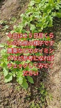 大根の初期〜中盤くらいまでの防除のタイミング紹介！ #農業 #大根 #農薬