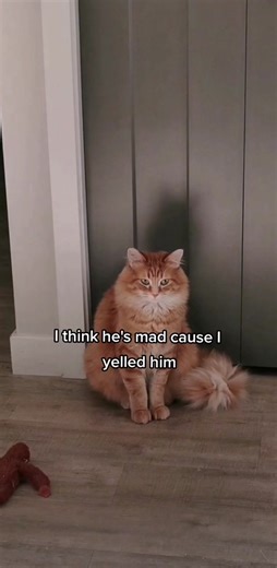 Grumpy Cat Compilation | Funny Cat Videos 😾