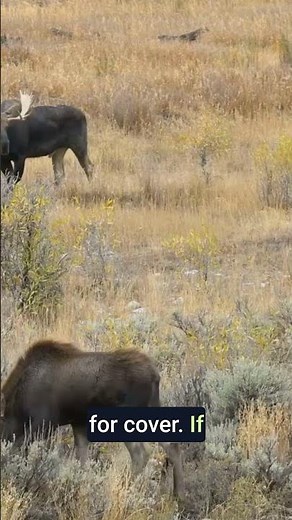 Moose Charging? Run Behind a Tree! 🌳
