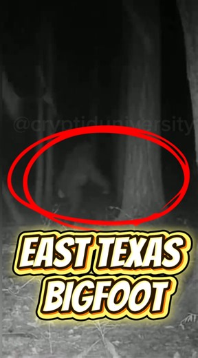 62K views · 1.5K reactions | A Hunter records a Massive Cryptid looking creature walking across his land with hidden camera, says he’s hear numerious yells and “mumbling chatter” | Cryptid University | Facebook