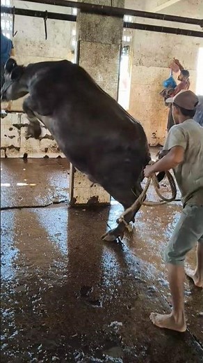 Bhains Ka High Jump! Slaughter House Mein Sab Darr Gaye! #shorts #viral #trending