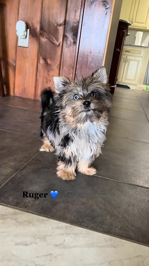My beautiful merle yorkie Ruger 💙🐾🌙 #ruge #blue #beauty #spots #boy #dad #exotic | Peace Puppies