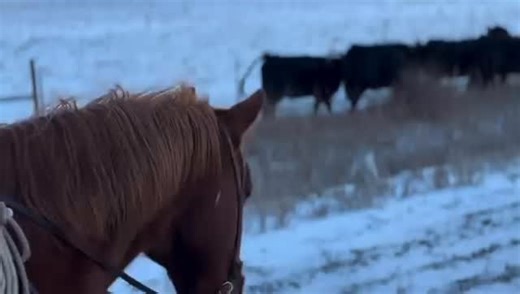 Homegrown Montana Beef. Beef raised right, right here in Montana, 🇺🇸 #LittleBeltCattleCo #RanchLife #CowboySeason #MontanaRanch #CattleCountry #WesternLiving #WorkingCattle #HomegrownVibes #SnowyTrails | Little Belt Cattle Co