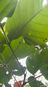 487K views · 7.1K reactions | Malaking Caterpillar, nagreready nang makalipad – Metamorphosis : Life cyle of Atlas moth 曆 #mariposa #caterpillar #wildlifeconservation #insectlover #caterpillar #atlasmoth #wildanimals #insectlife #lifecycleofmoth #mothlover | Deric Fernandez | Facebook