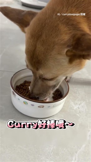 [Emotional Support Needed] Dog won't eat plain kibble; Mom starts praising him and he immediately...