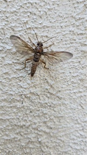 Witness the Magic: Stonefly Nymph Emerges as a Beautiful (not beautiful but cool) Adult Stonefly! 🦋✨