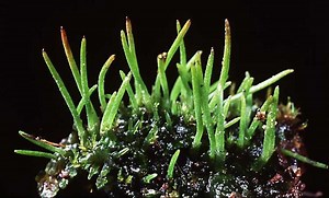 Hornwort - Alchetron, The Free Social Encyclopedia