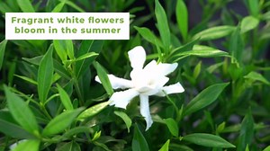 Perfect Plants Frostproof Gardenia Live Plant, 1 Gallon Pot