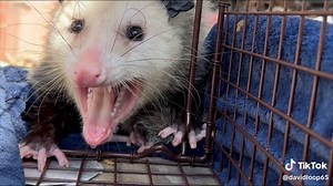 My cat trapping adventures. #davidloop65 #fyp #catsoftiktok #catdad #cattok #cattok #opossum