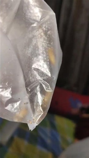 Cockroach #cockroach #viralvideo #shorts #cockroach