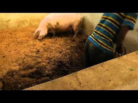 Pig Farming training video ZOA Uganda