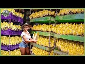 Harvesting 880 Million Pounds of Endive Buds in Dark Room | Agriculture Technology