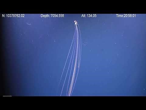 Magnapinna BigFin Squid Attacking | Deep Ocean ROV Footage