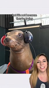 464K views · 28K reactions | Sea Lions are Learning How to Play Video Games!  Watch How They Do It! #GoodNews #wildlife #sealion #positivecontent #funnyanimals #gamingnews | That Good News Girl | Facebook