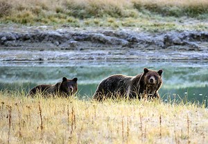 Yellowstone's grizzly bears taken off endangered list