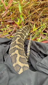 Very full Coastal Carpet Python I removed from a property in Mapleton after it was spotted by the family dog sleeping under the house. The dog also spends lots of time under the house, so it was best to have the snake put back in the bush. Because of the full belly, you won't see me handle it unless I literally have to. Less stress the better in situations like this. 24/7 365 Local family owned business. Fully licensed and insured. Friendly and Professional. Snake relocation $90 GST Yard inspect