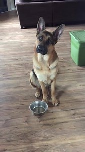 143K views · 794 reactions | Hilarious Reaction of German shepherd when he feels hungry !! | Animal Lovers Club | Facebook