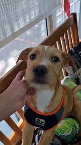 12K views · 362 reactions | Pupper Raffles wins beard of the month hands down!♥ | DARG | Facebook