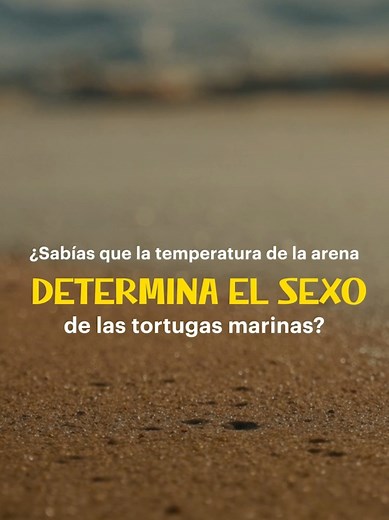 Nest Domes por Banana Boat, los primeros domos que regulan la temperatura de la arena en la playa. #BananaBoat #NestDomes #ProtectorSolar