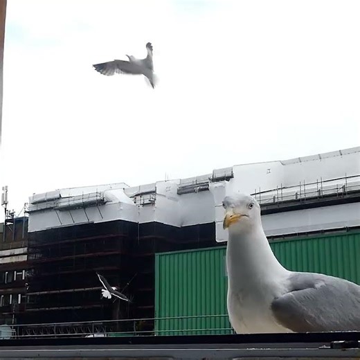 The Small Gull Not Wanting Any Trouble