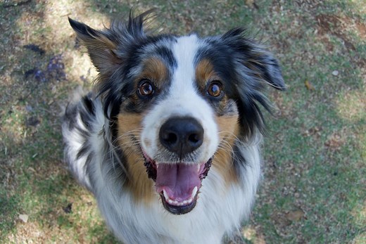 150 Best Names for Australian Shepherds (With Their Meaning)