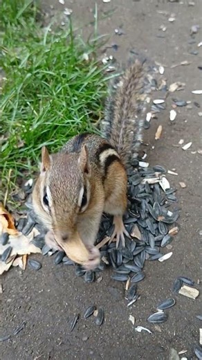 #Cute Litte #chipmunk Taking Peanuts #cuteanimals #animals #nature