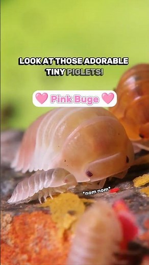 The Cute Pink Buge - The Cubaris Pink Panda King Isopod