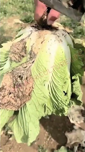 Fast Cabbage Root Trimming with a Large Knife 🥬🔪 #MyAgricultureLife #CabbageHarvest #FarmFresh