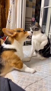 😂 Pets Being Silly for No Reason | Funny Cats & Dogs