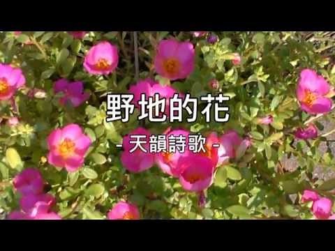 野地的花 - 天韻詩歌 -