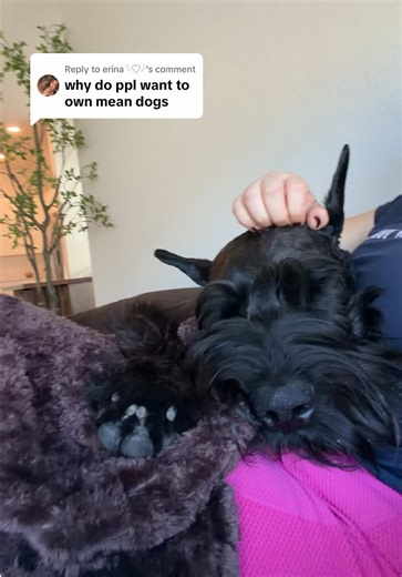 Understanding the Giant Schnauzer Personality