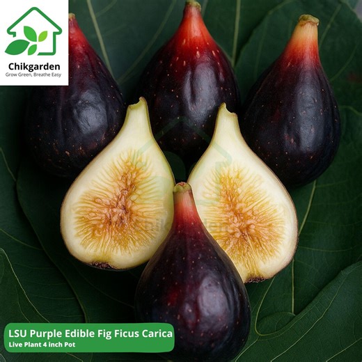 LSU Purple Edible Fig Live Plant: Ficus Carica 4 Inch Pot Size - Etsy