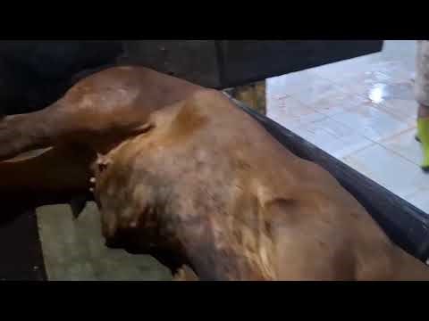 sembelihan sapi BX dengan satu kali tarikan#sembelihhalal