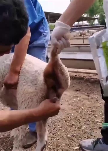 Sheep and Goat CIDR Applicator Premium Pet Bed &amp; Accessory