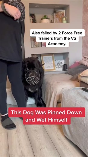 Rescuing a Scared Dog with Southend Dog Training