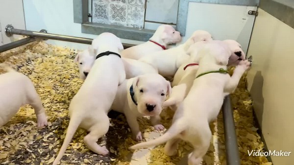W litter pups develope well #antumaktodogo #antumakto #dogoargentino #dogopuppies #dogoargentinopuppies