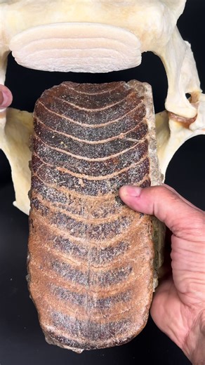 Discovering Fossil Stingray Mouth Plates