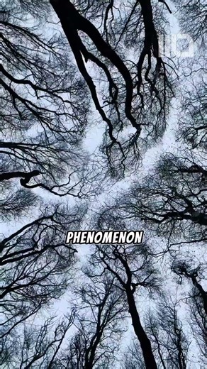 Why don’t trees grow too close to each other? #shorts #tree