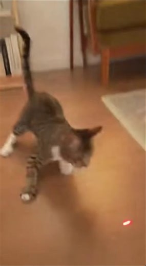 Cat Chases Laser Dot at Full Speed 😂 #CatShorts #FunnyCats #PetComedy