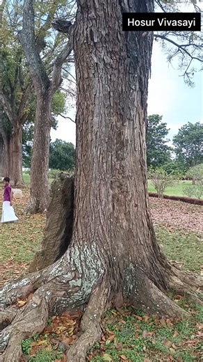 🌲 GIANT MAHOGANY TREE Tamil | வியக்கும் அளவு பெரிய மகோகனி மரம்!#shorts ‪@hosurvivasayi‬