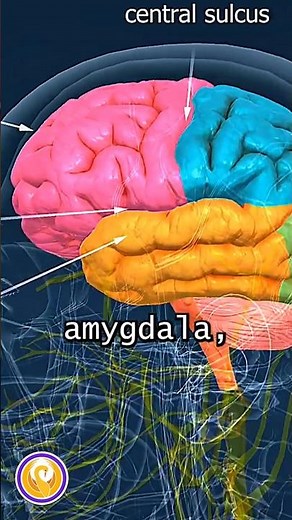 How Music Triggers Your Amygdala Instantly